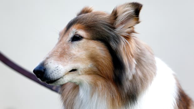 texas-am-dog-reveille-dies.jpg